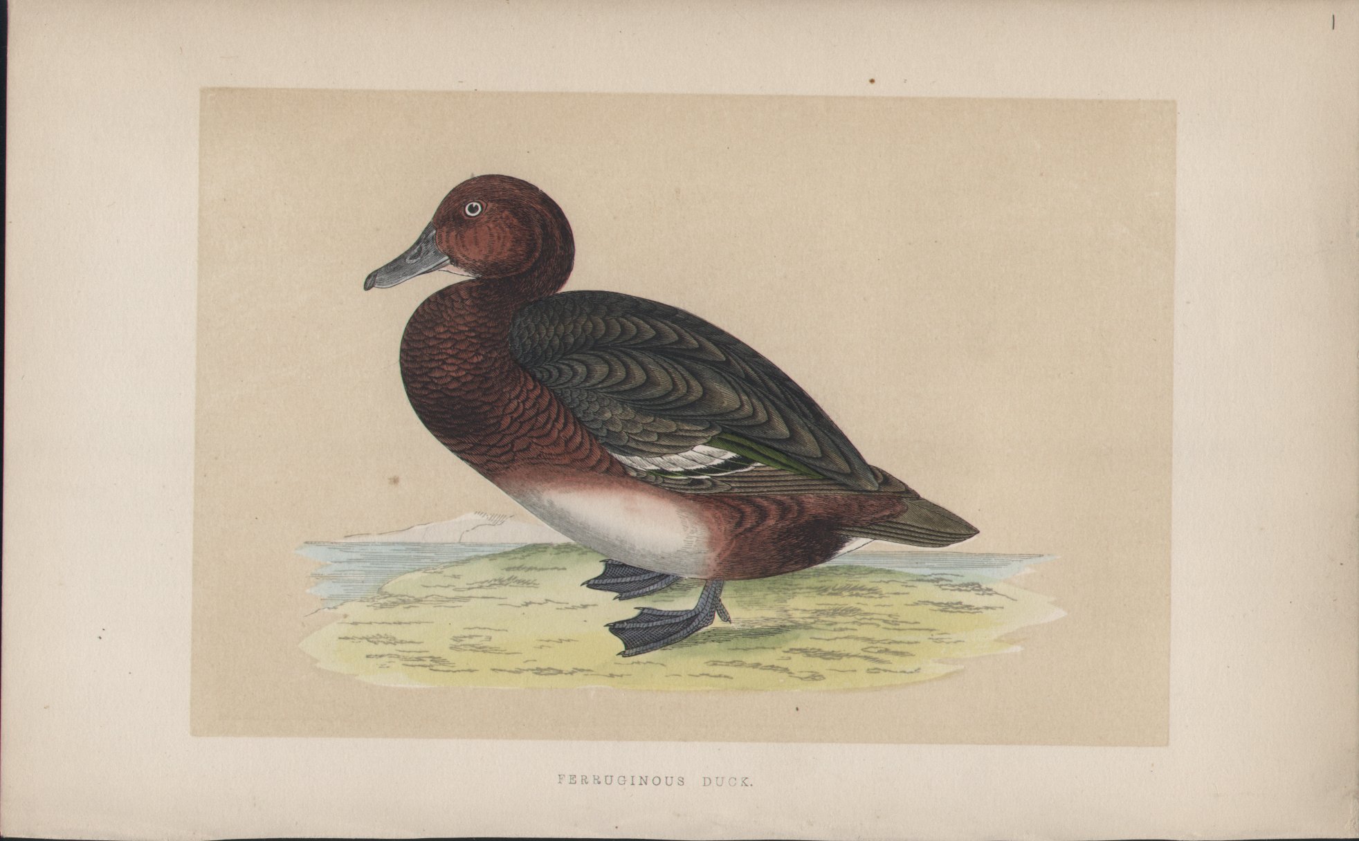 Wood - Ferruginous Duck - Fawcett